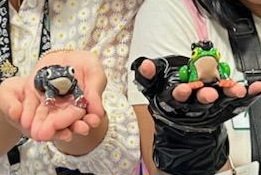 #FinalFantasyVIIRebirth But Olive, you may ask! Did you make those frogs yourself?
WHY NO DEAR FRIENDS, THAT HONOR BELONGS TO THE INCREDIBLE <a href="/eattoast3/">kelsey wailes🐳</a> !!!
Get yours HERE, BEFORE THEY RUN OUT: 
etsy.com/listing/150430…