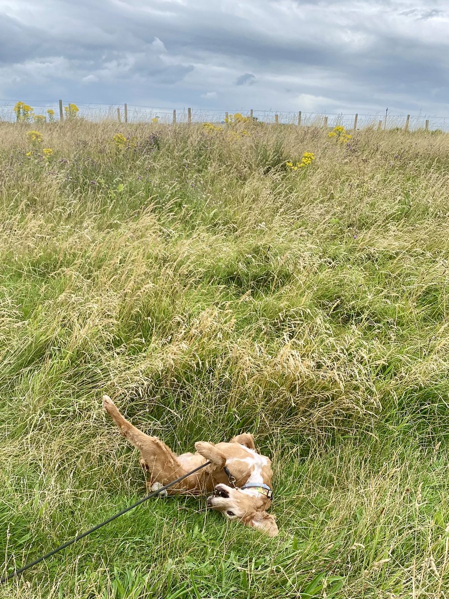SpanielsSuper's tweet photo. Just a nice little #Woogle in the grass https://t.co/wJhrJibOLT
