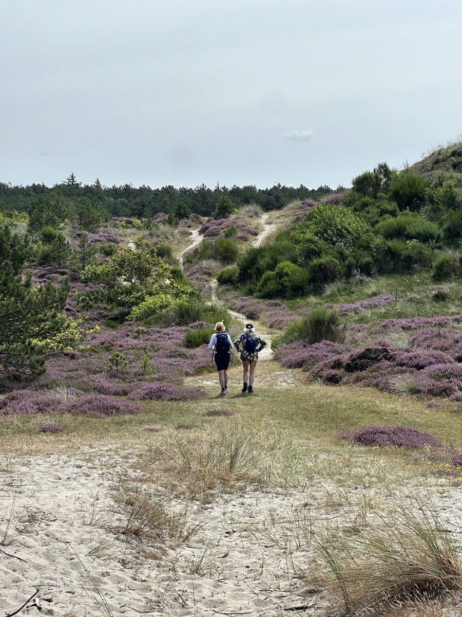 wijmenga_cisca's tweet image. Geweldig mooie wandeling gemaakt op Terschelling, door Hoornse bos en over de duinen met prachtig bloeiende heide!