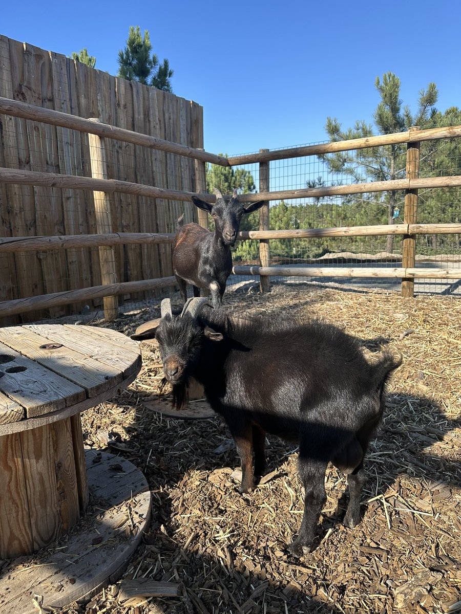 collin_morikawa's tweet image. Taking notes around these goats🐐
Also: Scottie is f***ing good at golf, congrats