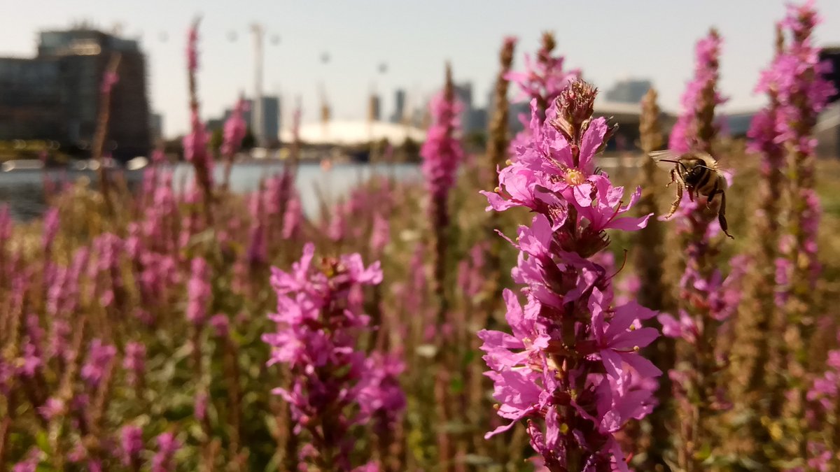 mathew frith (@frithinwood) on Twitter photo a cheerful sunblushing flush and buzz of purple loosestrife, once given a helping hand, now also rooting by the giraffian wharf crane tracks alongside the angular waters of Royal Victoria Docks <a href="/wildflower_hour/">wildflowerhour</a> #GridPlants <a href="/YourRoyalDocks/">The Royal Docks</a> @WildLondon a cheerful sunblushing flush and buzz of purple loosestrife, once given a helping hand, now also rooting by the giraffian wharf crane tracks alongside the angular waters of Royal Victoria Docks <a href="/wildflower_hour/">wildflowerhour</a> #GridPlants <a href="/YourRoyalDocks/">The Royal Docks</a> @WildLondon