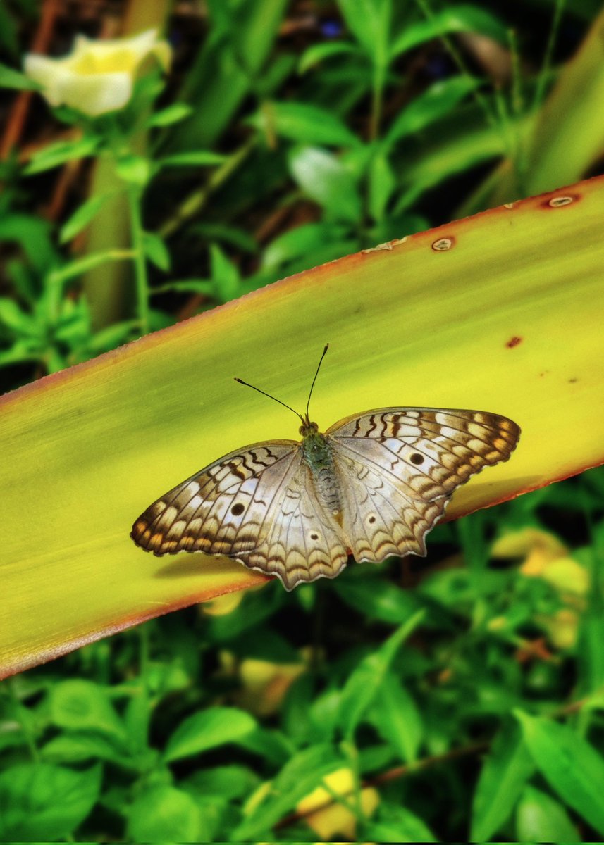Butterflies of Chaguanas