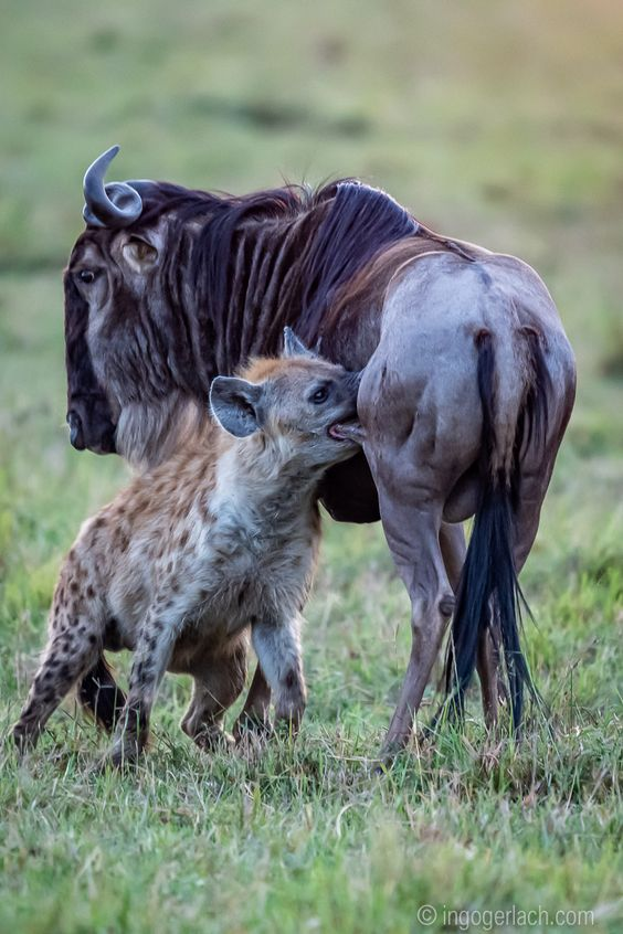 Ifausum 🦅🌻 tweet media