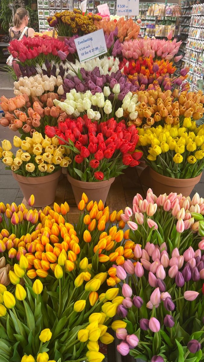 tulips