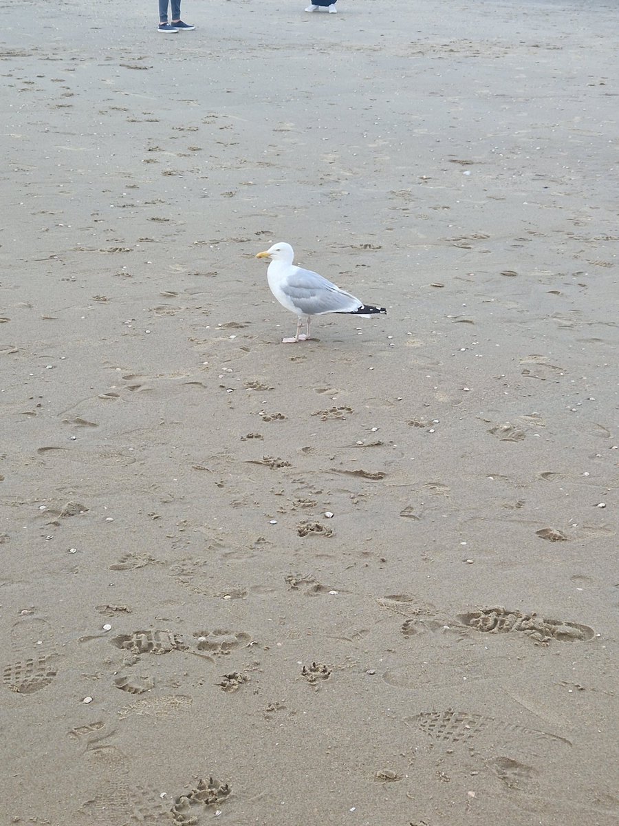 Iamceran's tweet photo. Found a new best friend, called him Eren Yaeger #AttackOnTitan #erenyeager #Seabird https://t.co/84zQTZTBbd