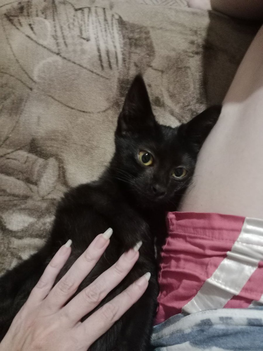 Кошку Ушанку я не подбирала. Она сама как-то оказалась во дворе. Старшая кошка не оставляет попыток ее сожрать. Может, нужна кому ласковая девочка?