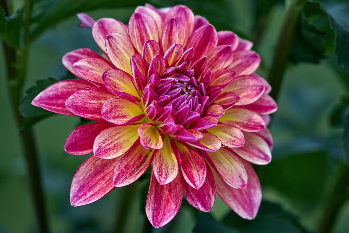 #gardening #dahlias