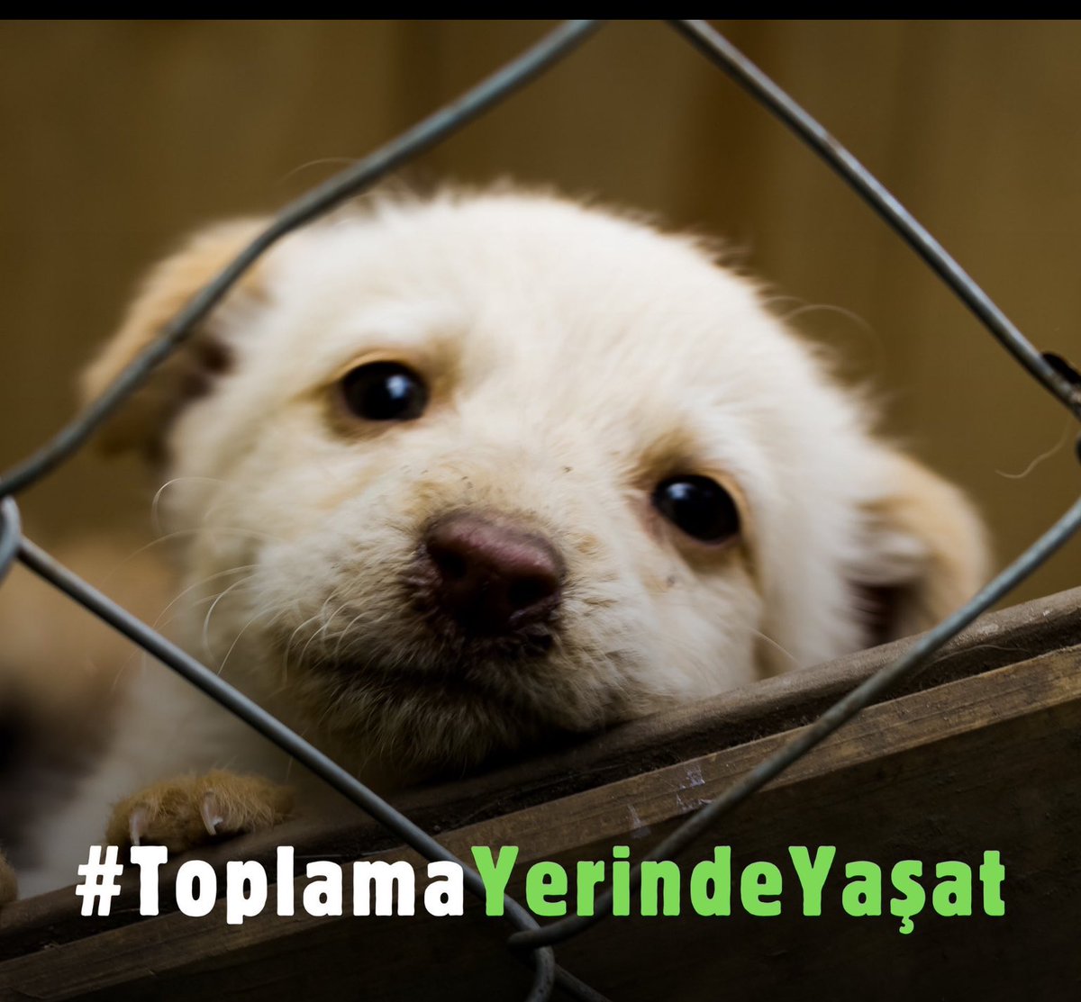 #ToplamaYerindeYaşat