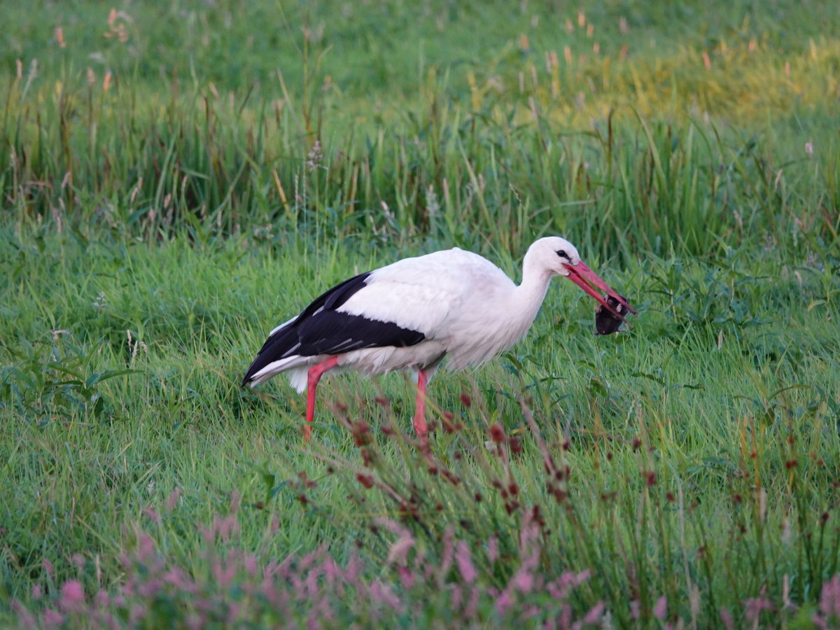 Anton Verweij tweet media