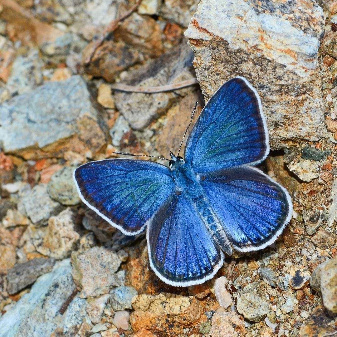 مصور شغوف بالفراشات وأنواعها يلتقط صور لأندر وأجمل الفراشات حول العالم.