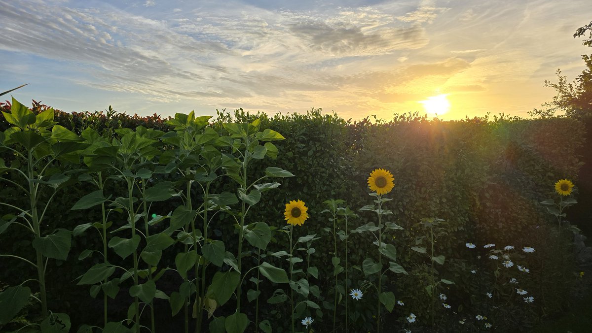 fentinic's tweet photo. Sunflower sunset #FarthingDowns ##OldCoulsdon https://t.co/B5OopC4pno