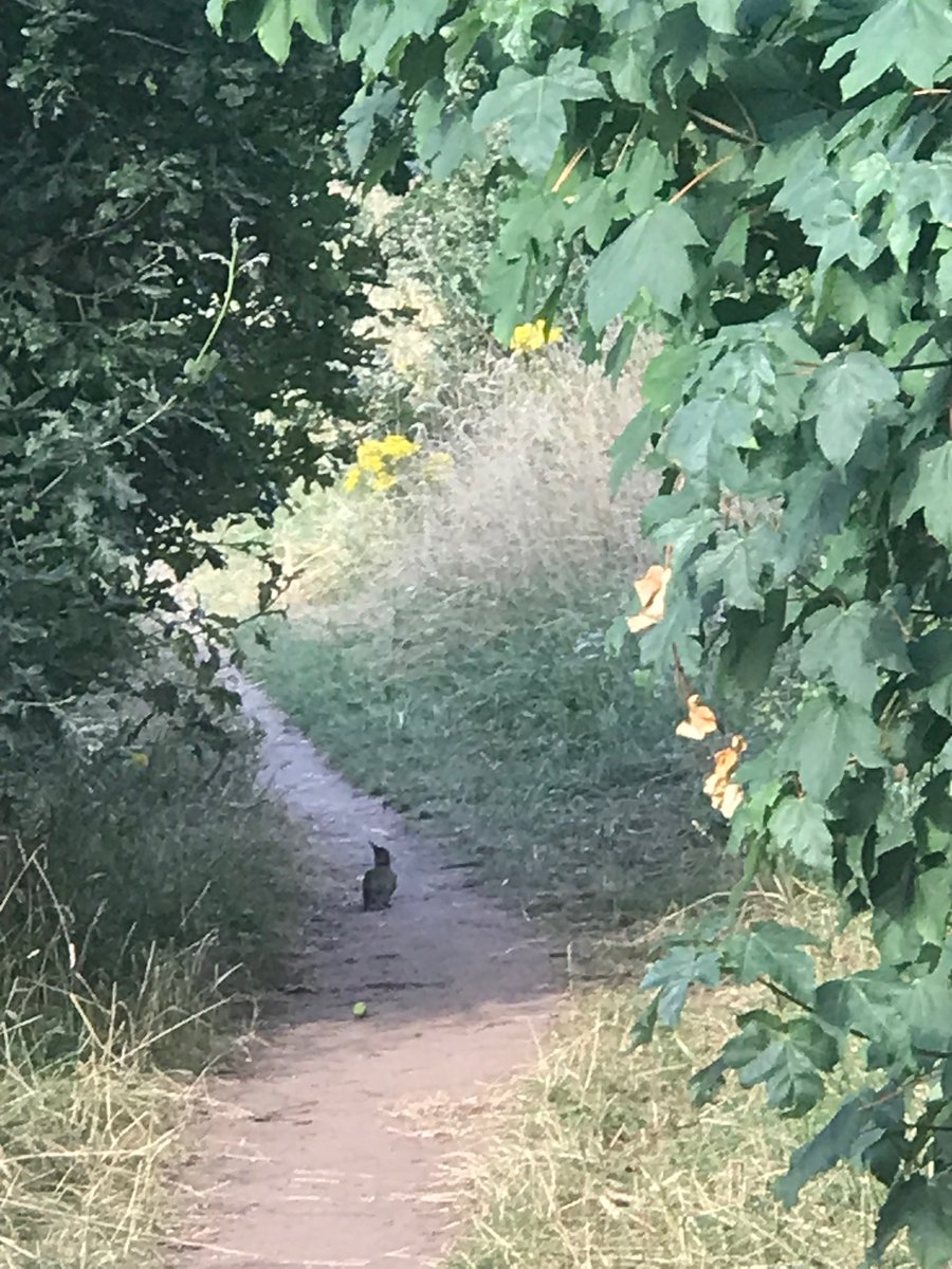 A green woodpecker sits on a path through the woods which are its home, oblivious to the oncoming destruction. 

It’s Rose Hill’s last day before developers start destroying all the wildlife habitat in this beautiful green space 💚🌳🍃💚

A very sad day for nature and wildlife😿