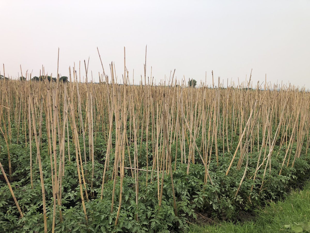 Thecapitalevang's tweet photo. Month of Great Grace means we are planting not 1 BUT 10 Acres of Tomatoes this month!
Amen!
#OTF
#PrChris
#Greatgrace
#Capitalfarmer
#FeedingAfrica
#Olumfarm https://t.co/wPvHsrTiD4
