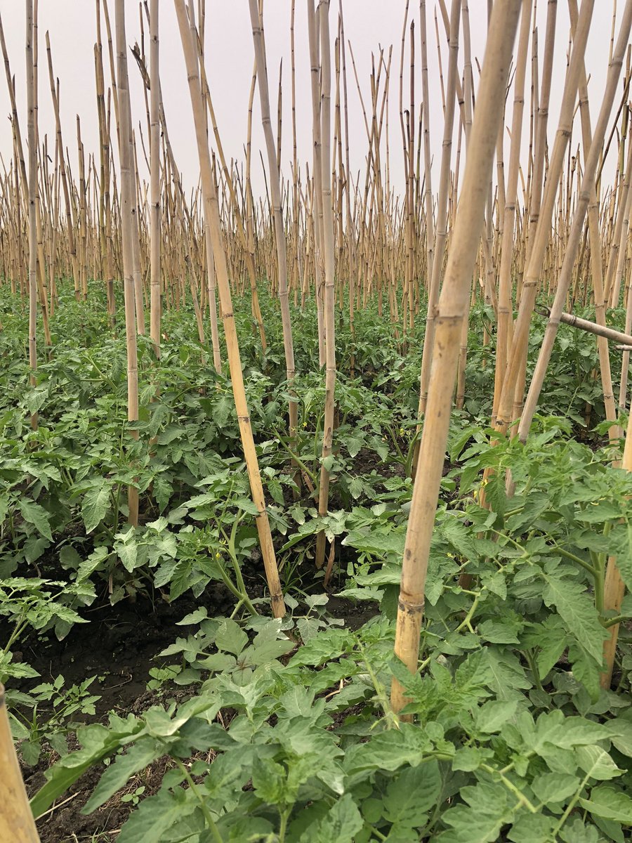 Thecapitalevang's tweet photo. Month of Great Grace means we are planting not 1 BUT 10 Acres of Tomatoes this month!
Amen!
#OTF
#PrChris
#Greatgrace
#Capitalfarmer
#FeedingAfrica
#Olumfarm https://t.co/wPvHsrTiD4