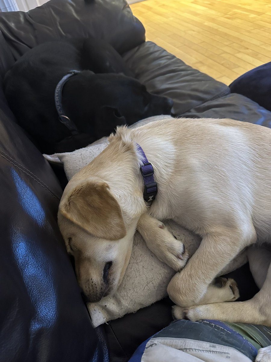 Remi and Dottie tweet media