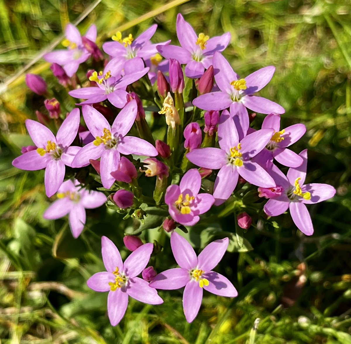 Sea holly growing #bythesea in the sand dunes of North Walney (Cumbria) and beautiful Centaury alongside the dunes. Would be grateful for #wildflowerID <a href="/wildflower_hour/">wildflowerhour</a> if at all possible from this pic. Not sure if Common or Seaside centaury - total amateur here! Thanks.