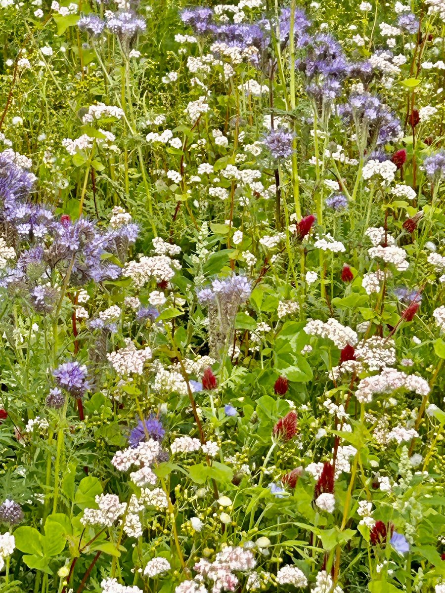 A beautiful meadow of crimson clover, radish, heliotrope, common buckwheat and lamb’s quarters on the coastal path just outside Upper Burnmouth …
