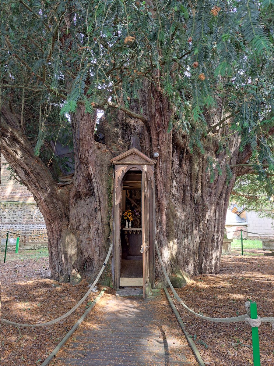 HildeStuyck's tweet photo. Leuk wistjedatje. In La Haye-de-Routot (Normandie) staan 2 taxusbomen van ongeveer 1500 jaren oud. Met een beetje geluk, hebben die hier nog de laatste Romeinen gezien. Onvoorstelbaar!
#Normandie #lesbouclesdelaseine #taxus #ifsmillenaire https://t.co/NoVFGjW1MT