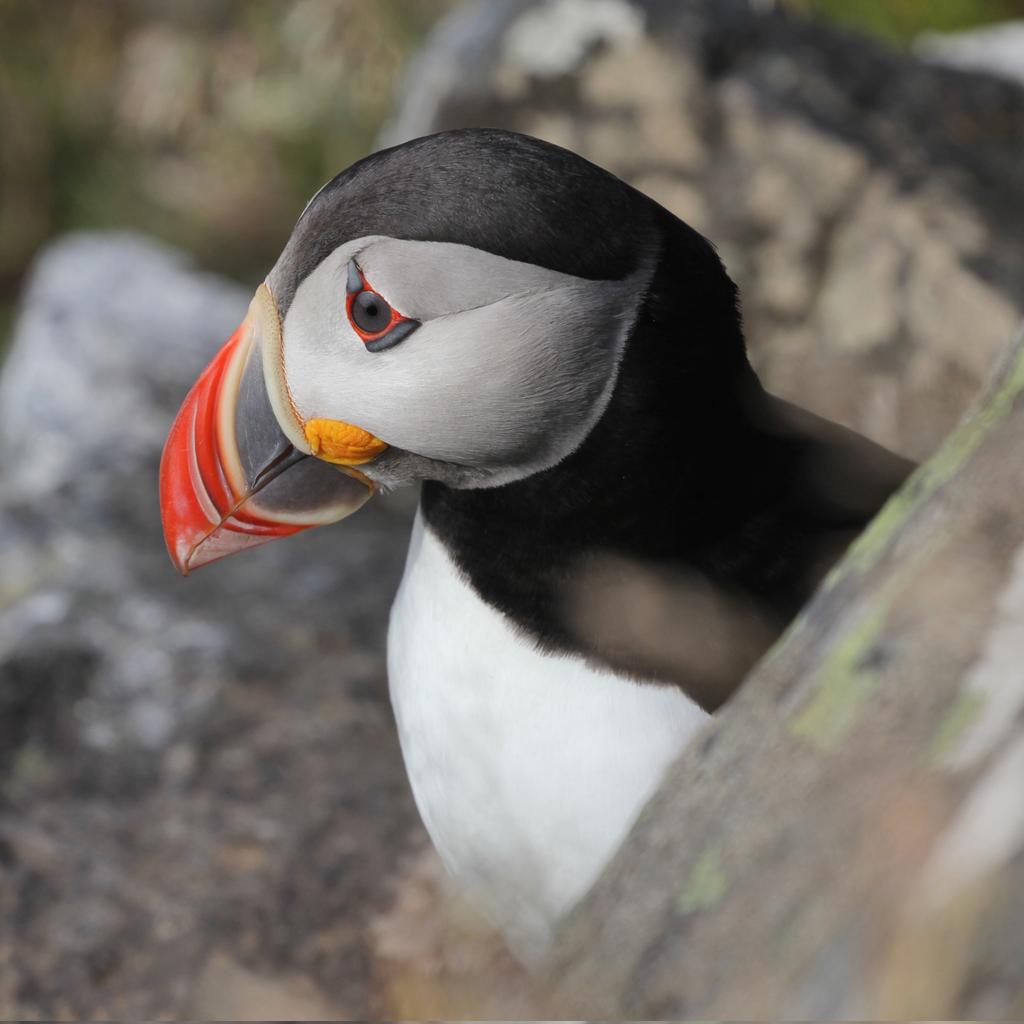Fraret - Frailecillo
#birdwatching #NaturePhotograhpy #wildlifephotography #fotografia #photograghy