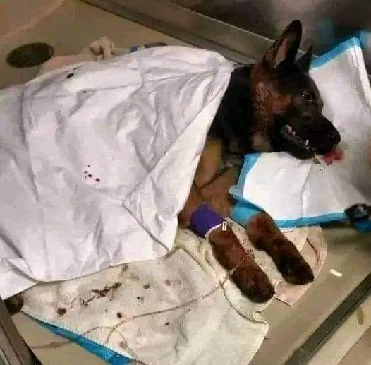 wooffamily_'s tweet image. This is K9 Jethro. He was shot 3 times in the line of duty last night. Please keep him in your thoughts and prayers throughout his surgeries. He is fighting for his life. He is a Furry Blue Hero 💕🇱🇷