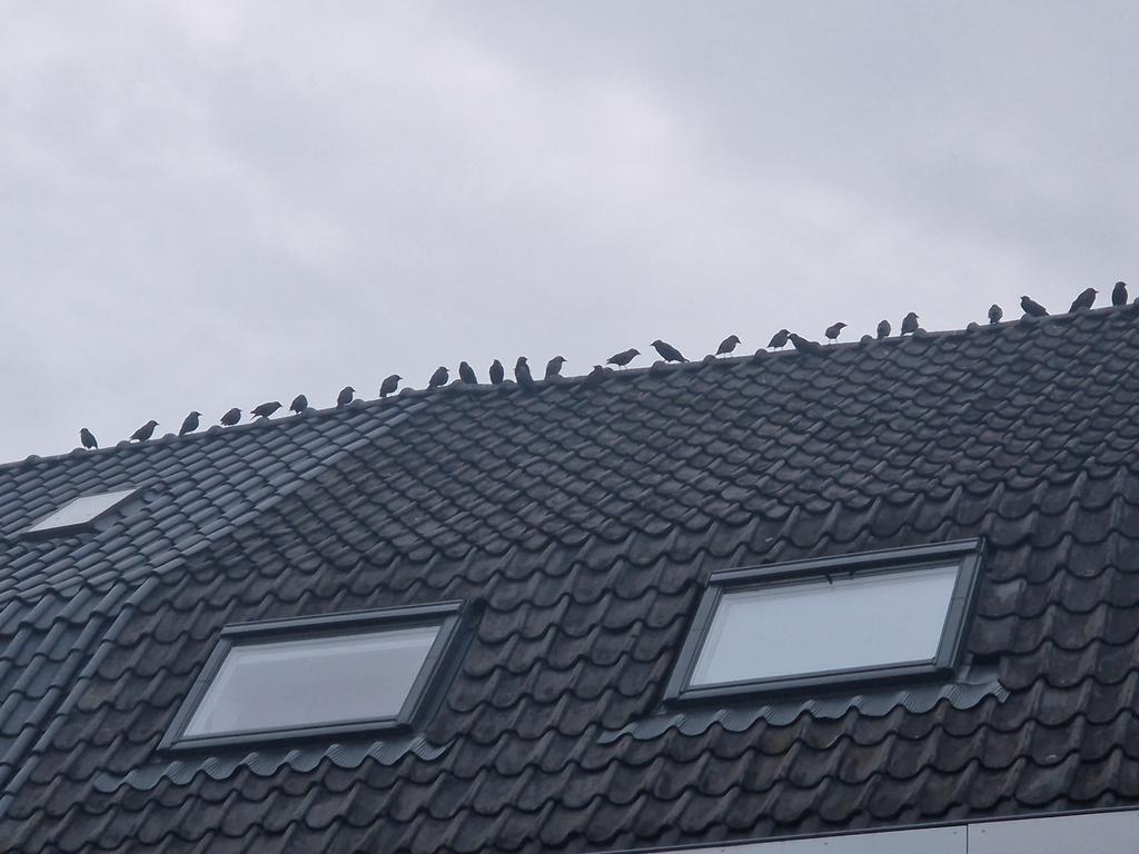 Ed Bakker (@geuzenbuurt) on Twitter photo De birds in de #geuzenbuurt De birds in de #geuzenbuurt