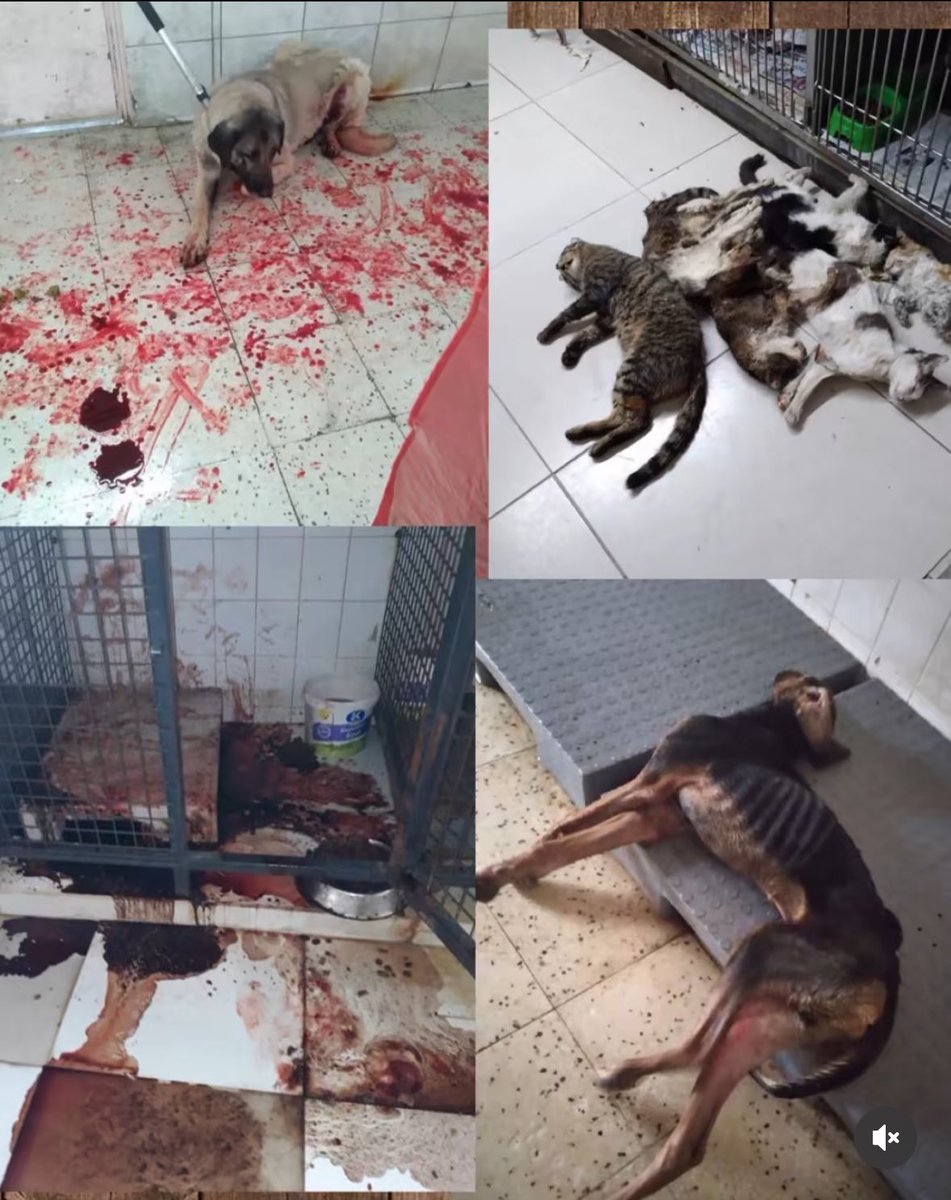 bengibaser's tweet photo. 🩸Barınak gerçeğini bilmiyor musunuz? 

O canlara zulmü nasıl hak görüyorsunuz⁉️

Ne insanca çözümler bulunurdu oysa, biraz vicdanlı ve merhametli olsanız‼️ 

#ToplamaYerindeYaşat https://t.co/wPm2hwACJP