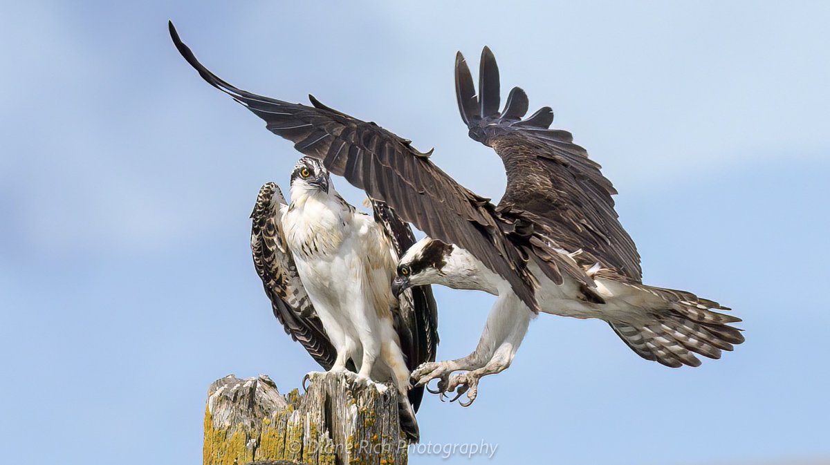 spokesdog's tweet photo. Been watching these #ospreys from nest building to fledging. The young female on the left recently fledged. Mom osprey is joining her on this piling https://t.co/GCi5LwXuvM