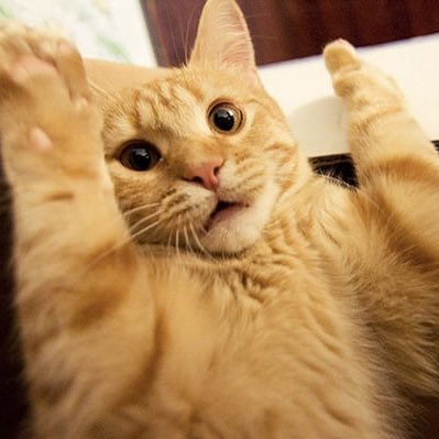 dream as cats tweet media
