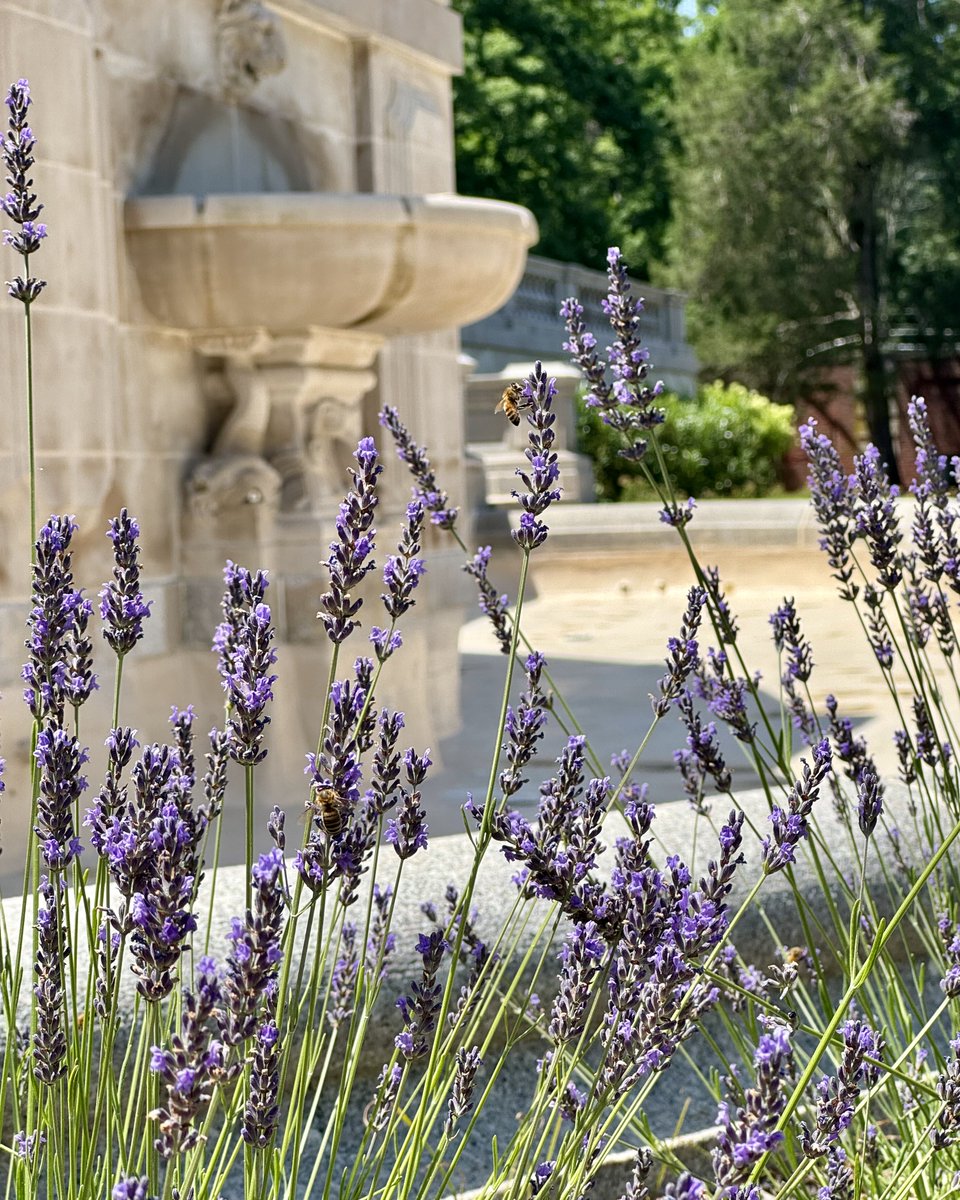 FDUWhatsNew's tweet photo. Something's always buzzzzzzing at FDU π
#myfdu #fairleighdickinsonuniversity #buzzingbees #summertime #lavenderflowers https://t.co/fFbqoU9Ser