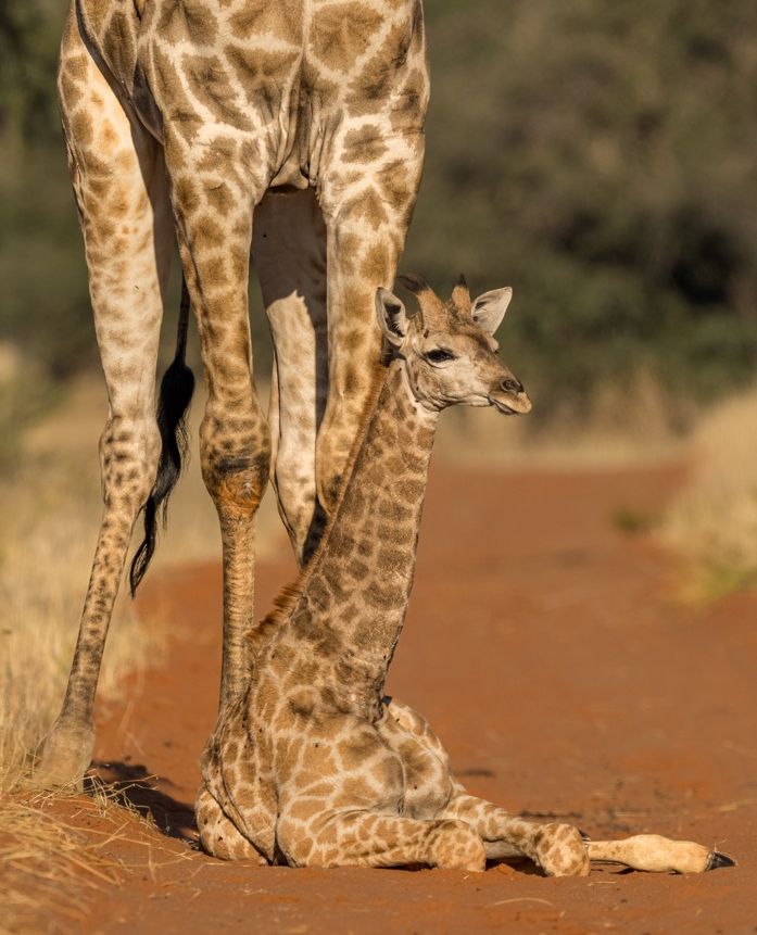 On a privately guided safari, there's no rush. Instead, you have all the time in the world to get that perfect shot. #Tswalu #PhotoSafari #NatureWildlifePhotography