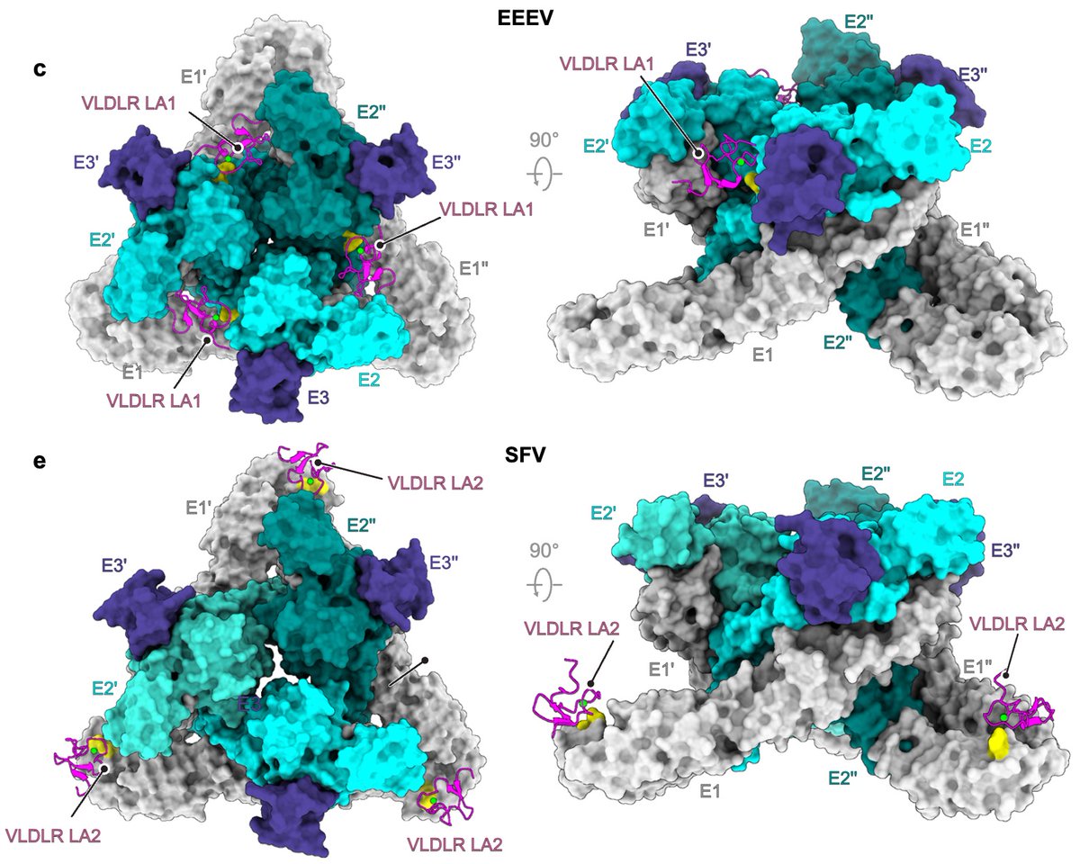 @AbrahamLabHMS (@abrahamlabhms) on Twitter photo We are excited to share our <a href="/NatureComms/">Nature Communications</a> paper by postdoc Pan <a href="/an32169364/">Pan Yang</a> and <a href="/VirologyHarvard/">The PhD Program in Virology at HMS</a> grad student Wanyu <a href="/wanyuviridae/">wy</a> on the structural binding mode of eastern equine encephalitis virus (EEEV) and Semliki forest virus (SFV) with receptor VLDLR
rb.gy/2ryjcu We are excited to share our <a href="/NatureComms/">Nature Communications</a> paper by postdoc Pan <a href="/an32169364/">Pan Yang</a> and <a href="/VirologyHarvard/">The PhD Program in Virology at HMS</a> grad student Wanyu <a href="/wanyuviridae/">wy</a> on the structural binding mode of eastern equine encephalitis virus (EEEV) and Semliki forest virus (SFV) with receptor VLDLR
rb.gy/2ryjcu