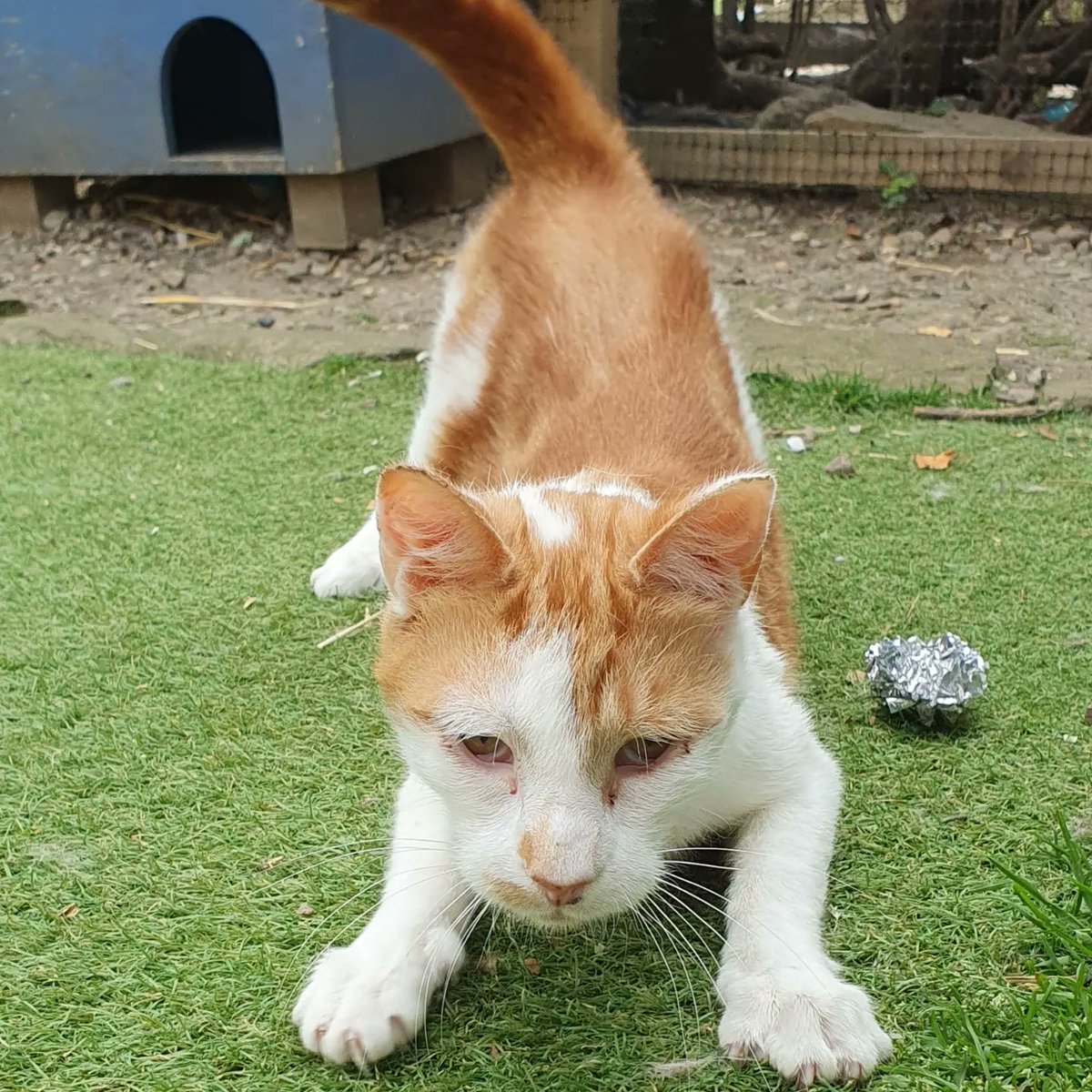 BCWRkittens's tweet photo. Kevin aka "10 pints" is one of our known and favourite to many characters here at Bradford Cat Watch Rescue and Sanctuary. 
Kevin was born without any issues and has he grew he became progressively wobbly. https://t.co/WuYSodM4Ck