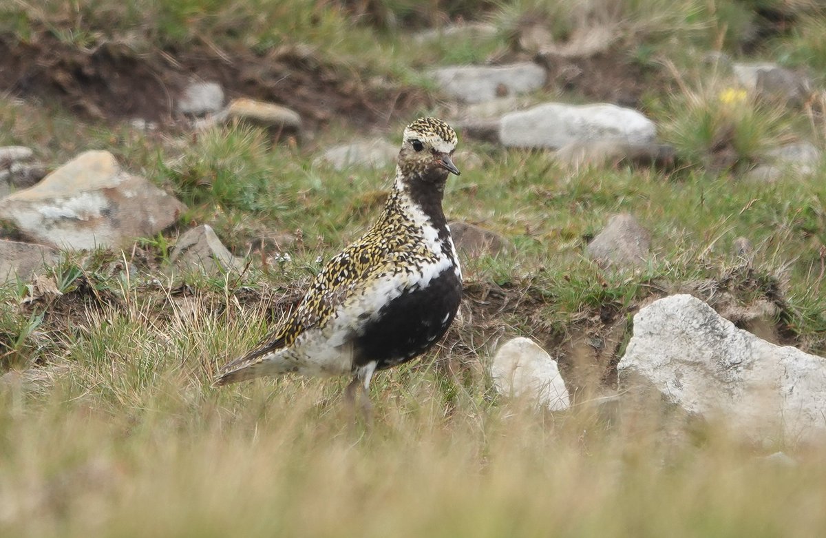 St Kilda World Heritage Site NTS tweet media