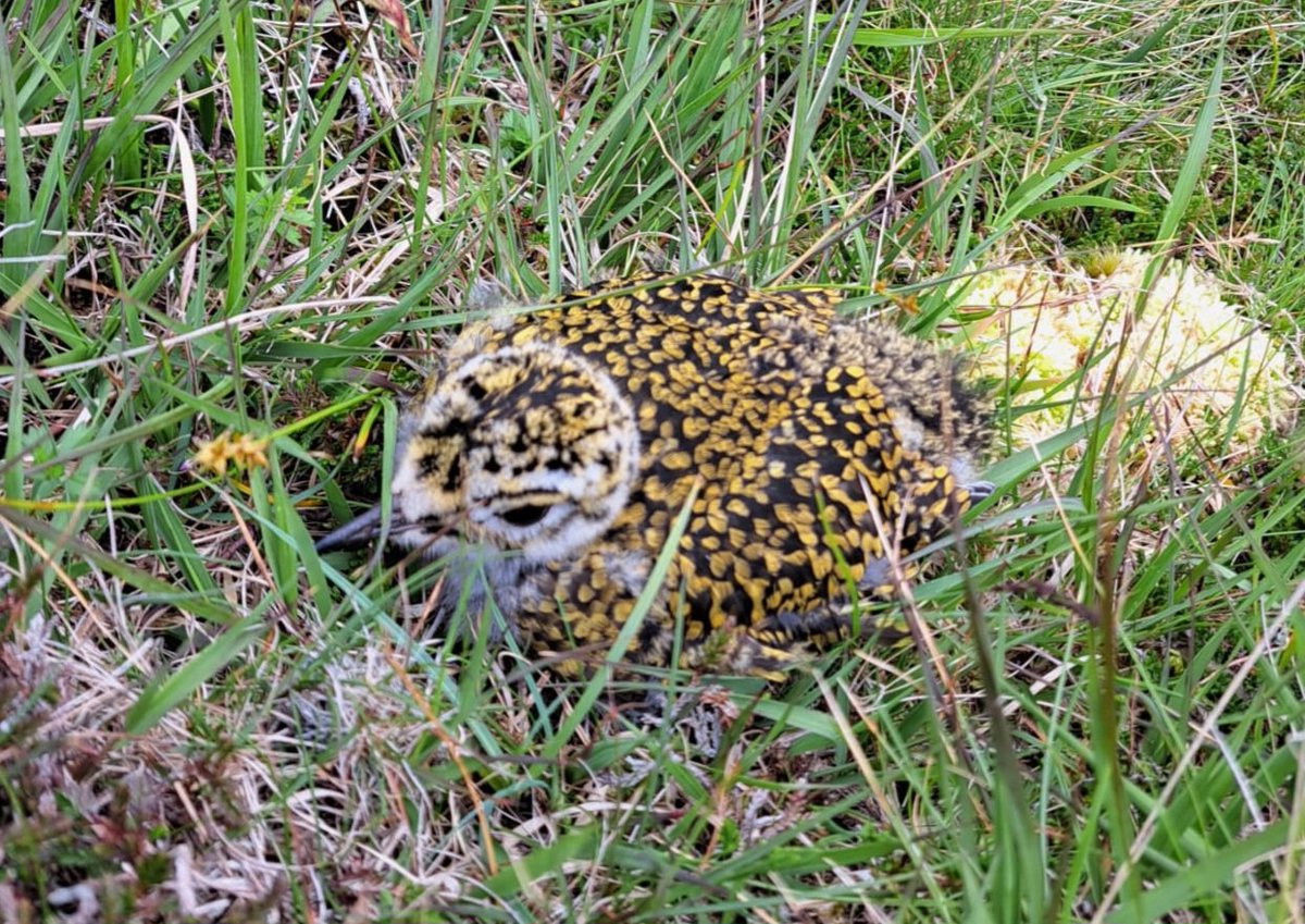 A couple of Golden Plovers had been behaving shiftily in July, so it was no surprise to receive a report from a visiting contractor this week of 2 chicks up the hill. Irregular breeders on #StKilda, with chicks only located 4 times prior to 2000. <a href="/HebridesBirds/">Outer Hebrides Birds</a> <a href="/ScottishBirding/">The SOC</a>
