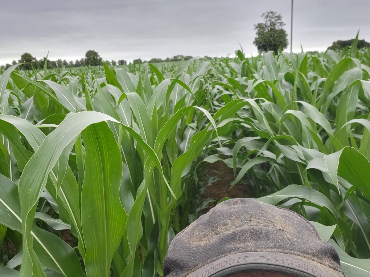 Open maize moving along nicely in the last couple of weeks after a slow start, now over 6ft