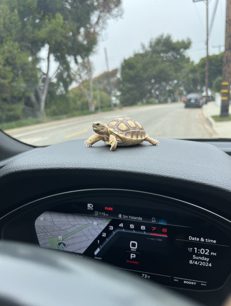 NotABeann's tweet photo. Ferxxo 🐢💚 https://t.co/GJV6CshruQ