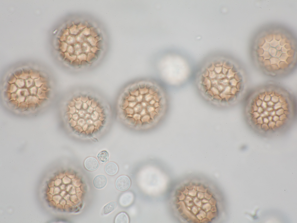 erikslootweg's tweet photo. Tilletia menieri on Phalaris arundinaceae (rietgras). Surprisingly smelly smut fungus with good looking spores. Near Tiel, the Netherlands.  #wildplantdisease https://t.co/C0Mrd0nRx3