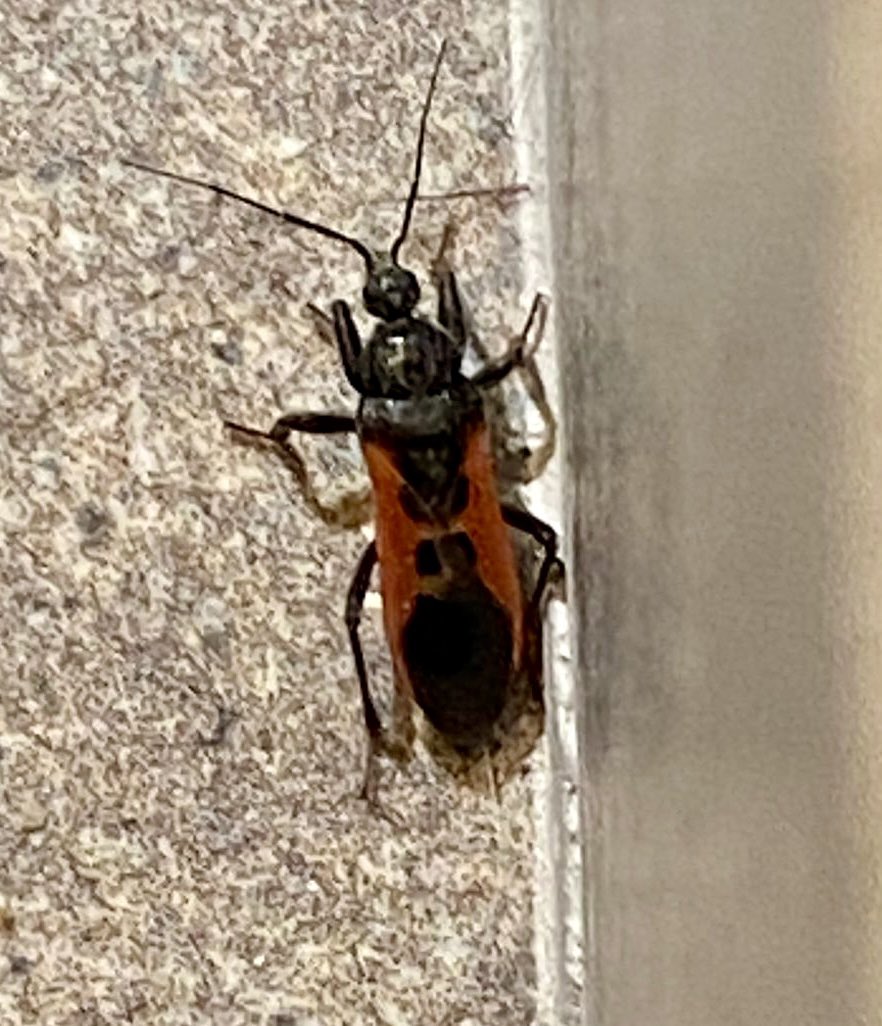 Beni bu akşam böyle bir böcek ısırdı ve inanılmaz canımı yaktı. Ne olduğunu bilen var mı? 
İnternet aramasında Peirates hybridus buldum. Ama başka da bir bilgi bulamadım.