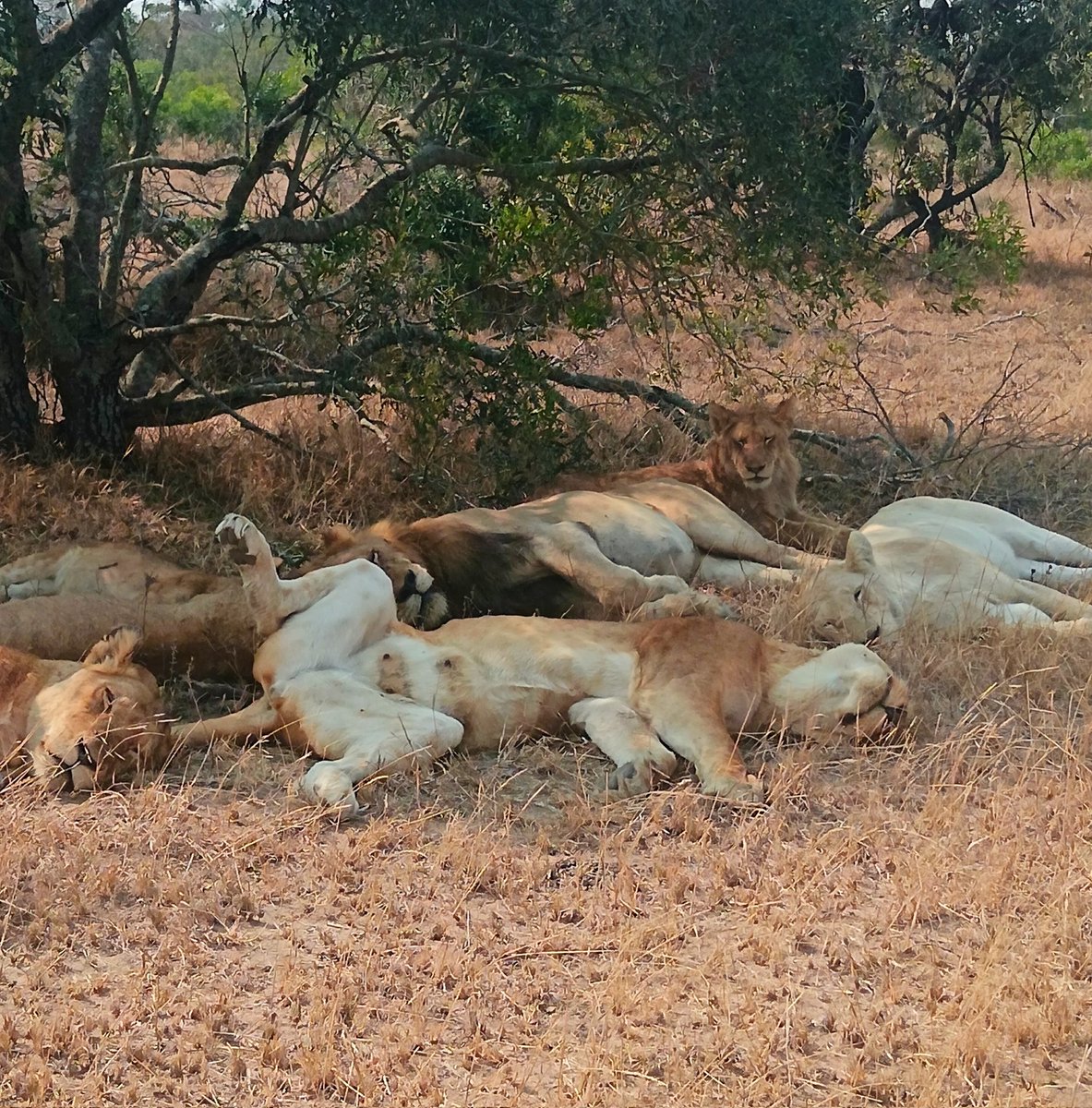 #Mihlali
#StepDownHasina
How many Lions are there?