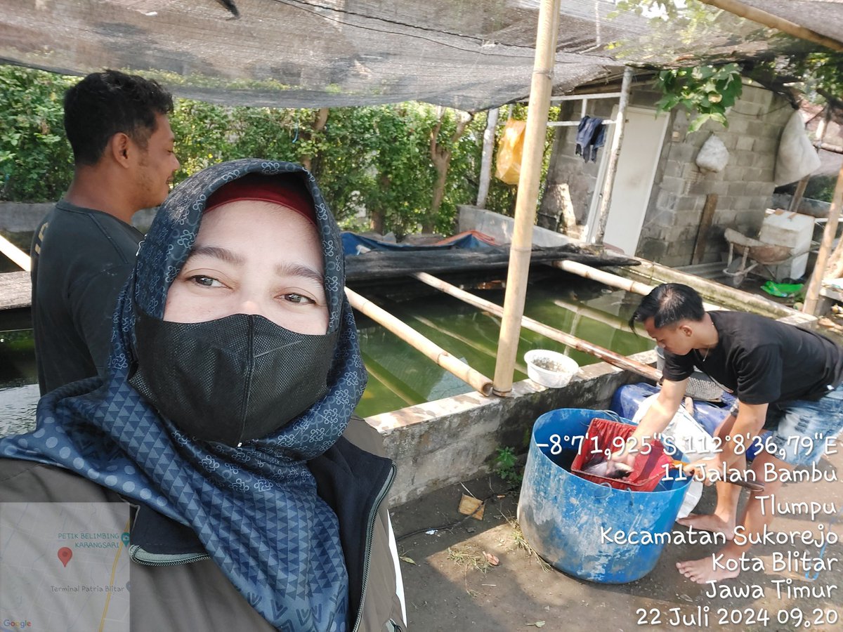 SityR6's tweet photo. Senin(22/7/24),Siti R, Luhkan KotaBlitar,di P Wiwit anggota Pokdakan Arbal Maju Kel.Sukorejo,Panen parsial Ikan Gurame sebyk 110kg  size 2ek/kg hrg 29rb/kg
#GiatLuhkanSatminkalBWI #Panen
#KotaBlitar
@bppsdm_bp3bwi
@pusluhkp
@kkpgoid
@bppsdm_kpp https://t.co/6JCnbaZA7l