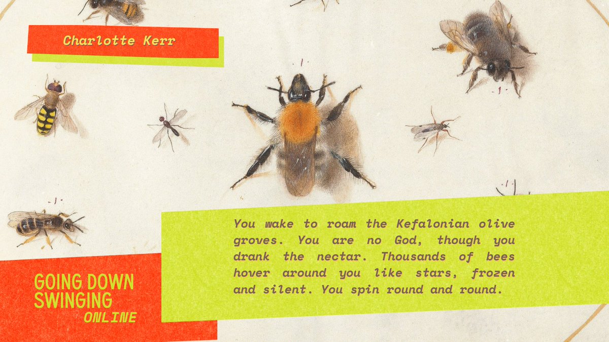 Stick a hand into this honeypot of whimsical poetry by the un-bee-lievably talented Charlotte Kerr. 🐝🍯🏝️🅱️ Buzz over to the site now! goingdownswinging.org.au/archives/bee-m…