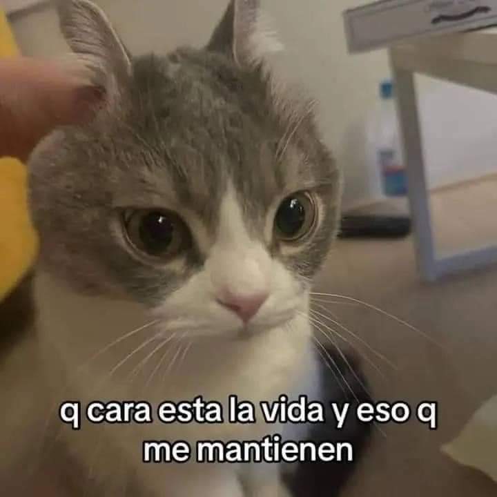 _n10884's tweet photo. Mentira, nadie me mantiene y lo odio https://t.co/oFLfP0dMkT