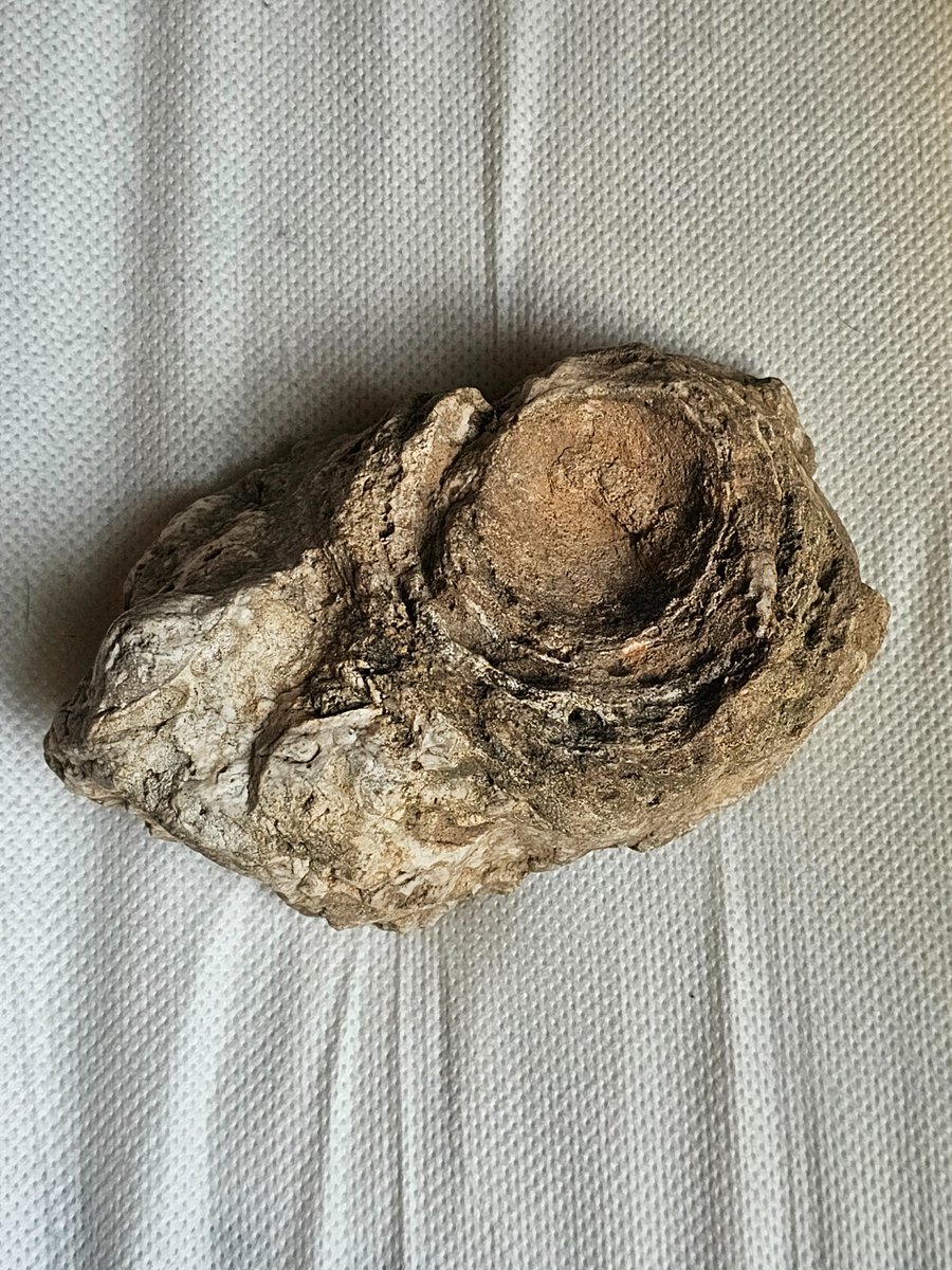 night3285's tweet photo. 🧵 My rock collector is screaming right now look what my mom brought me!!!! https://t.co/BLMXZeSJU3