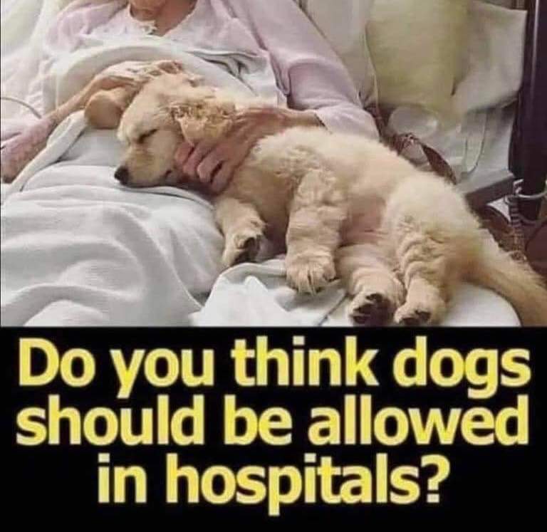 Do you think dogs should be allowed in hospitals ? ❤🙏