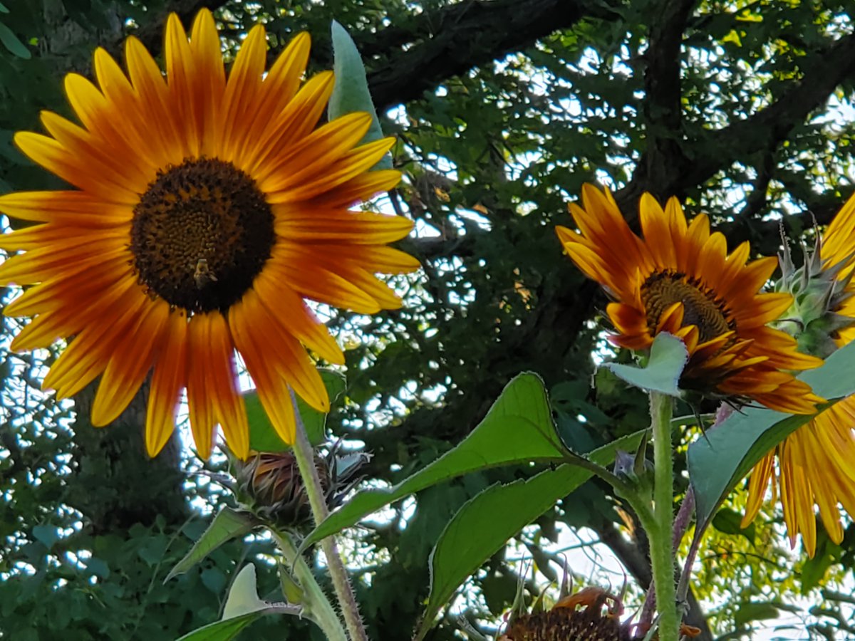 sunflowers from my garden
