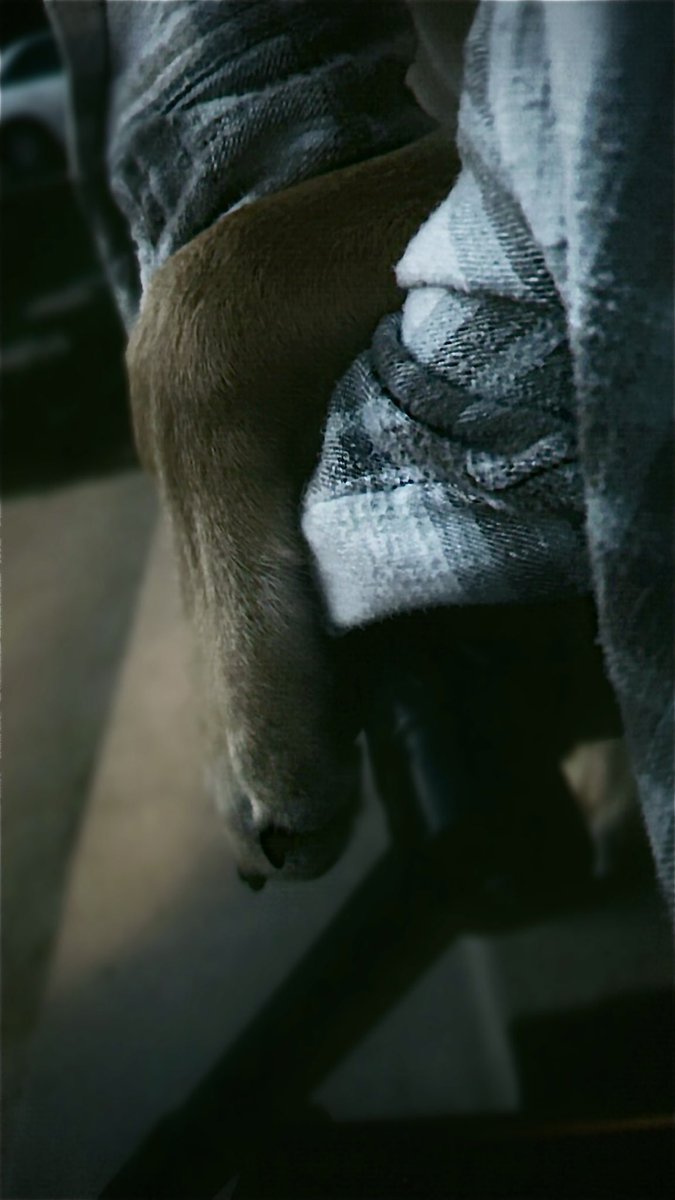 SamiSami1_9's tweet photo. When your dog knows that you aren’t doing okay… and proceeds to just come sit next to you and wrap his paw around your arm… 🥺 https://t.co/wXtbgDh0wB