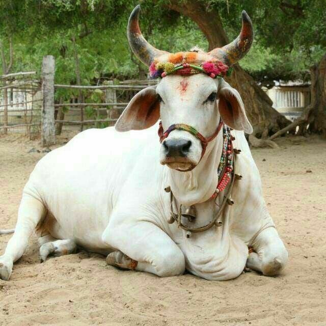 CRDEASI's tweet image. गाय हमारे जीवन और संस्कृति में महत्वपूर्ण स्थान रखती है। 🐄
यह केवल दूध ही नहीं, बल्कि कृषि और पर्यावरण के लिए भी अमूल्य है। 
गायों के संरक्षण और सम्मान की आवश्यकता है। 
जय गौ माता
#SaveCows #IndianCulture