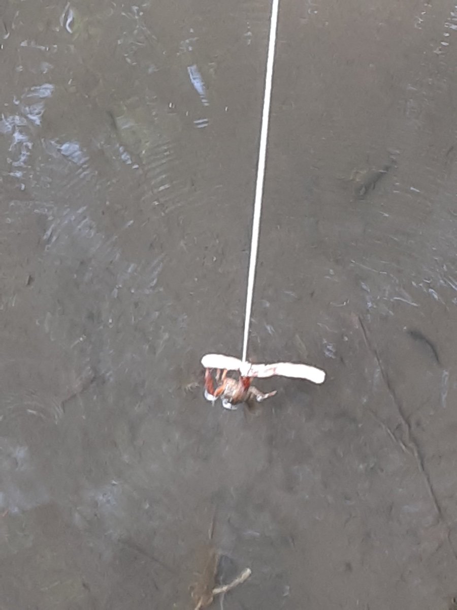 ザリガニ釣りまくって保育園に寄付してきた