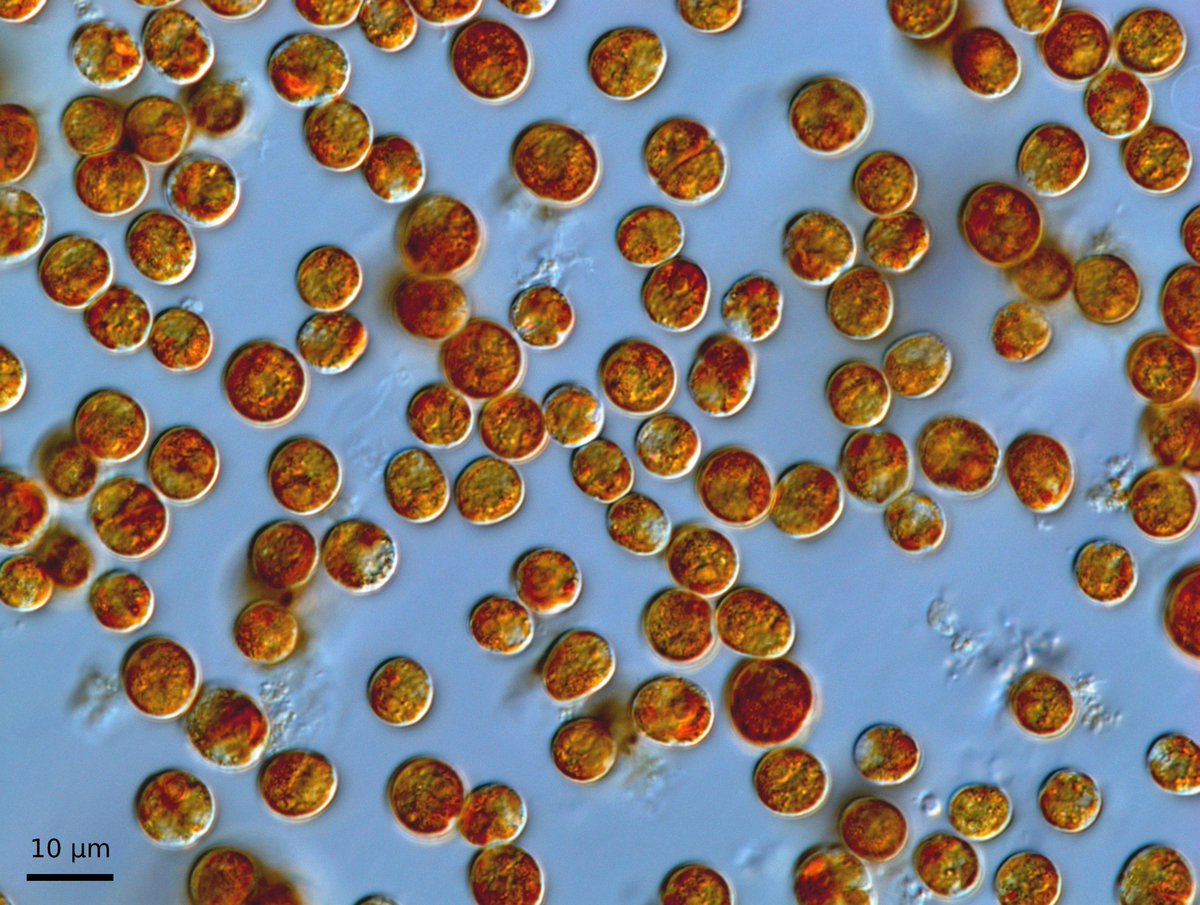 Matthew Nitschke (@mattrnitschke) on Twitter photo Exploring the thermal trait space of heat tolerant coral symbiont Durusdinium trenchi with multiple experimental evolution frameworks. Your favorite coral symbiont just got more interesting! tinyurl.com/2jyf3xe3 <a href="/NewPhyt/">New Phytologist</a> <a href="/aims_gov_au/">Australian Institute of Marine Science</a> <a href="/UniMelb/">University of Melbourne</a> Exploring the thermal trait space of heat tolerant coral symbiont Durusdinium trenchi with multiple experimental evolution frameworks. Your favorite coral symbiont just got more interesting! tinyurl.com/2jyf3xe3 <a href="/NewPhyt/">New Phytologist</a> <a href="/aims_gov_au/">Australian Institute of Marine Science</a> <a href="/UniMelb/">University of Melbourne</a>