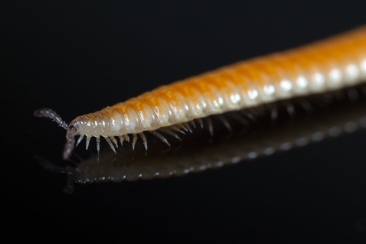 Millipede Lab tweet media